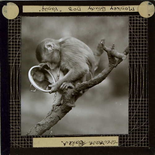 Monkey Study No. 3, 'Vanity'