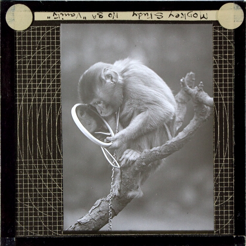 Monkey Study No. 3A, 'Vanity'