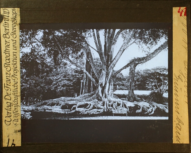 Ceylon - Vijgenboom