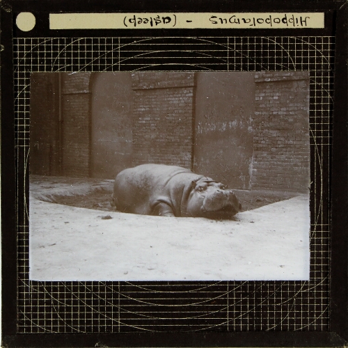 Hippopotamus (asleep)