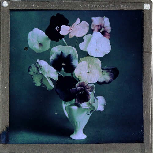 Pansies – secondary view of slide