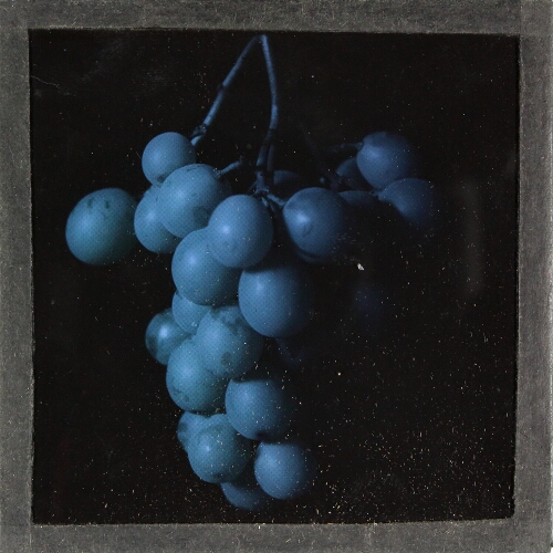 Colour photo of bunch of grapes