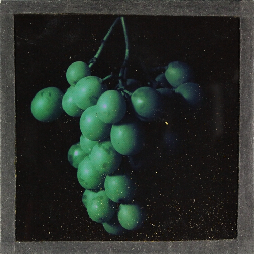 Colour photo of bunch of grapes – secondary view of slide