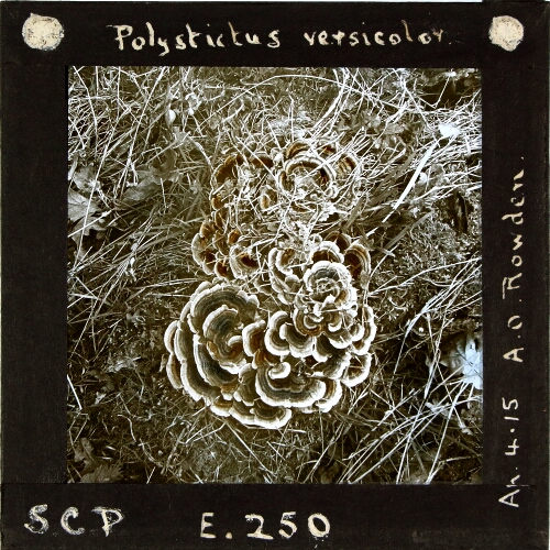 Polystictus versicolor