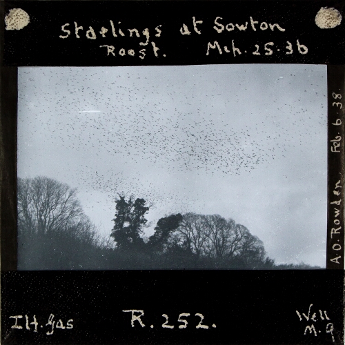 Starlings at Sowton Roost