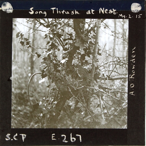 Song Thrush at Nest
