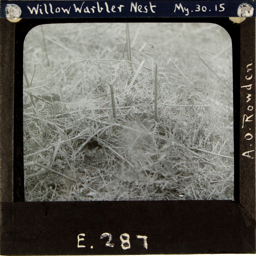 Willow Warbler Nest
