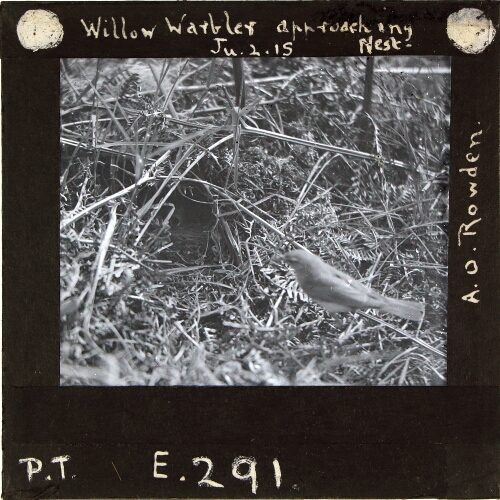 Willow Warbler approaching Nest