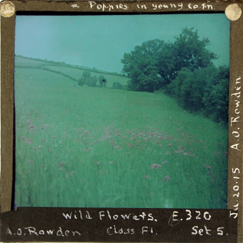 Poppies in young corn – secondary view of slide