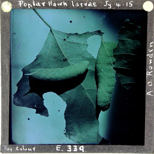 Poplar Hawk larvae – secondary view of slide