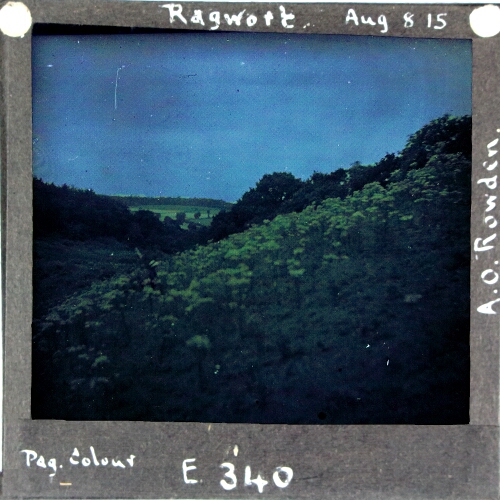 Ragwort – secondary view of slide