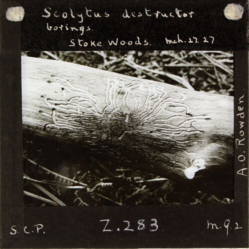 Scolytus destructor borings, Stoke Woods