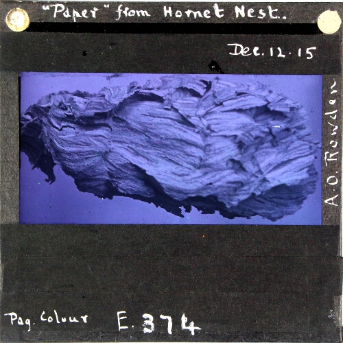 'Paper' from Hornet Nest