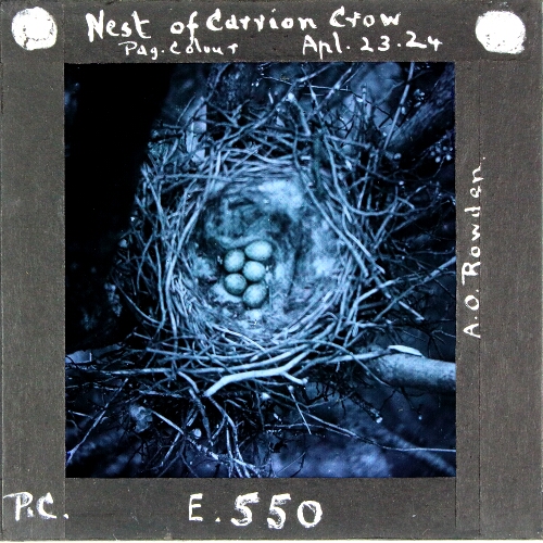 Nest of Carrion Crow