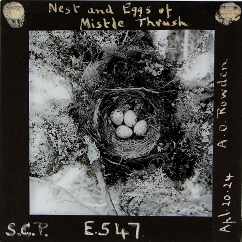 Nest and Eggs of Mistle Thrush