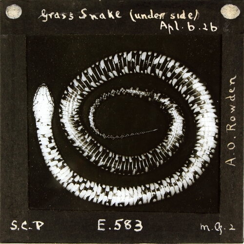 Grass Snake (under side)