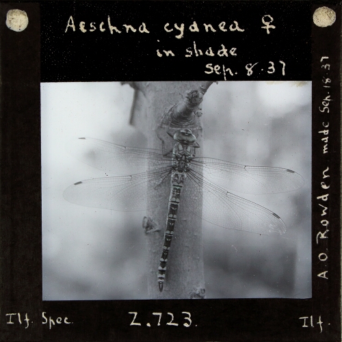 Aeschna cyanea female in shade