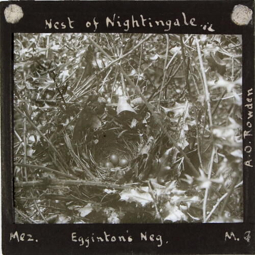 Nest of Nightingale