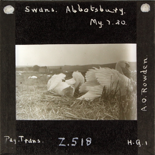 Swans, Abbotsbury
