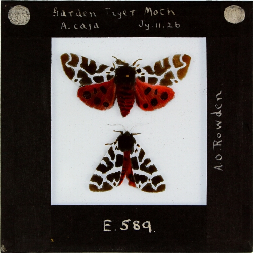Garden Tiger Moth, A. caja