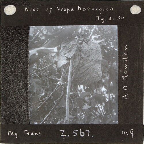 Nest of Vespa Norvegica