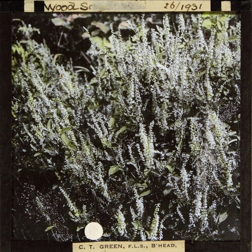 Teucrium scorodonia -- Wood Sage