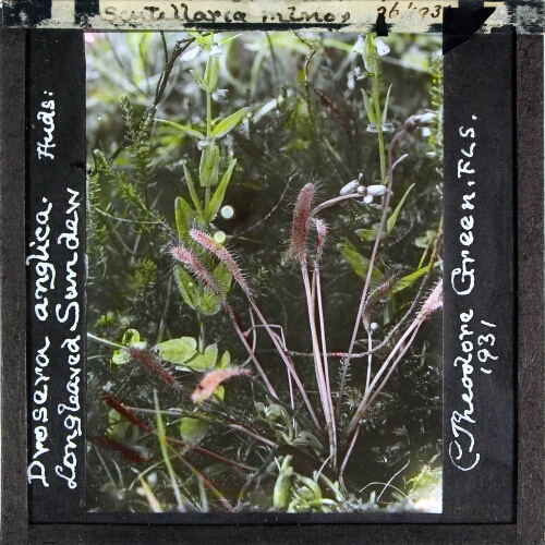 Drosera anglica -- Longleaved sundew
