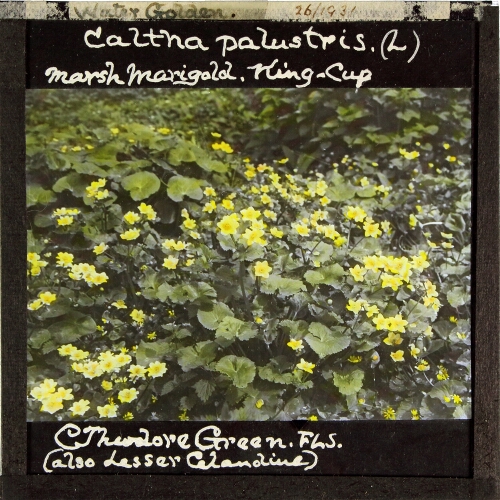 Caltha palustris -- Marsh Marigold, King Cup
