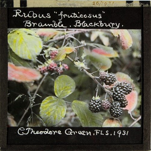 Rubus fruticosus -- Bramble, Blackberry