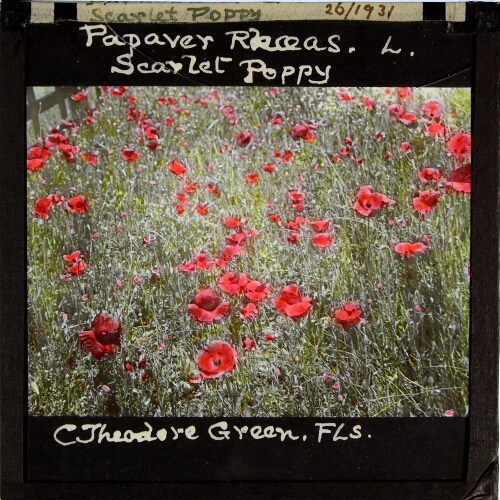 Papaver rhaeas -- Scarlet Poppy
