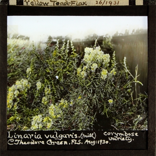 Linaria vulgaris -- Yellow Toad-Flax