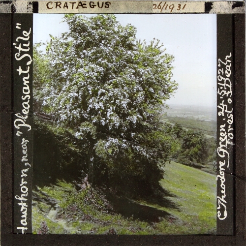 Crataegus -- Hawthorn