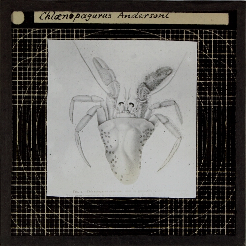 Chloenopagurus Andersoni