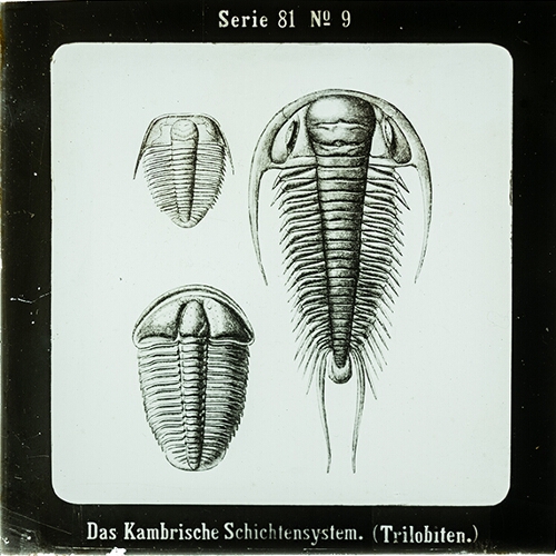 Das Kambrische Schichtensystem. (Trilobiten.)