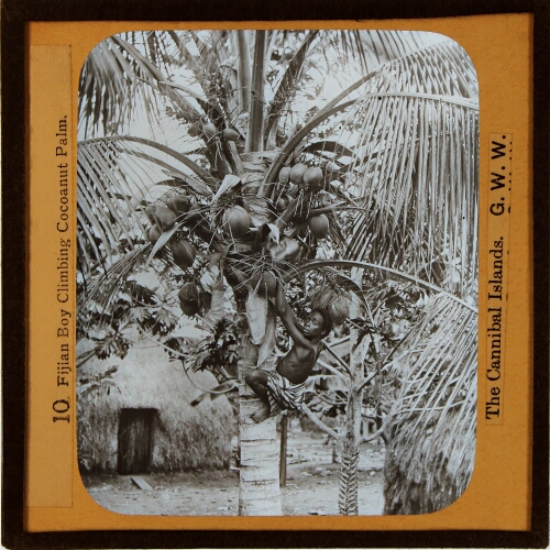 Fijian Boy Climbing Cocoanut Palm