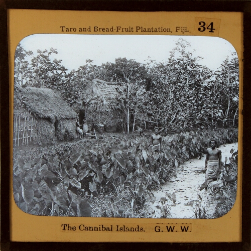 Taro and Bread-fruit Plantation, Fiji