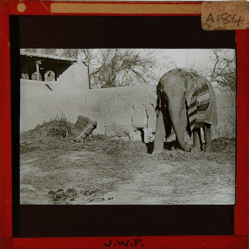 Elephant by wall of building