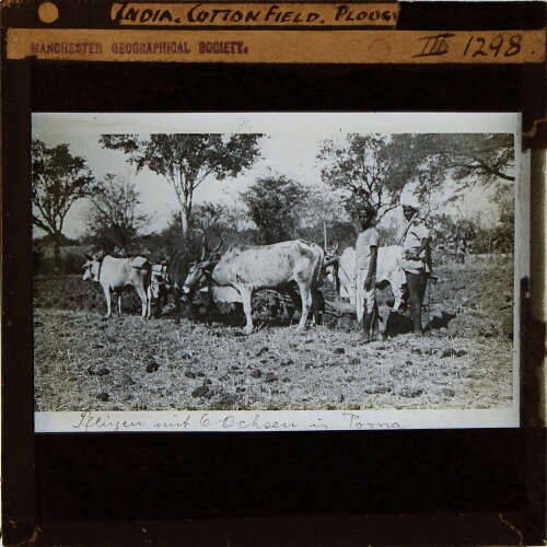 India, Cotton Field, Ploughing