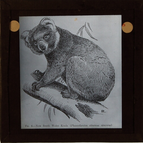 New South Wales Koala (Phascolarctos cinereus cinereus)