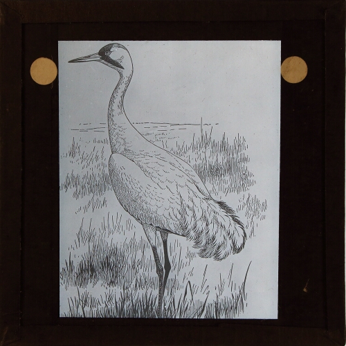 Unidentified stork or crane