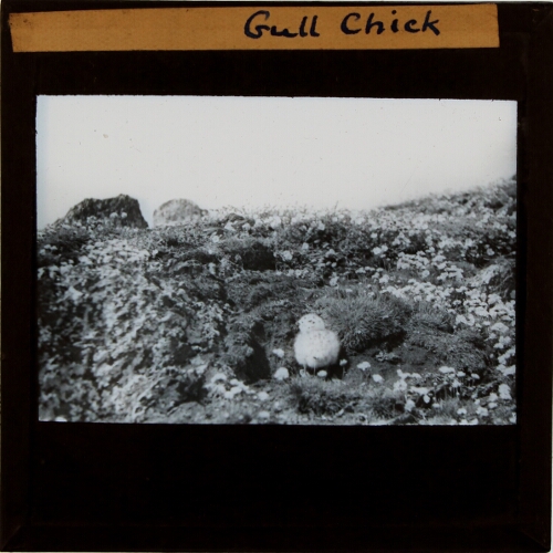 Gull Chick
