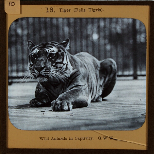 Tiger (Felis Tigris)