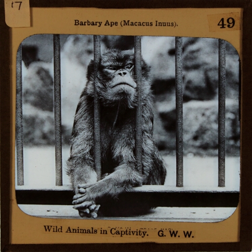 Barbary Ape (Macacus Inuus)