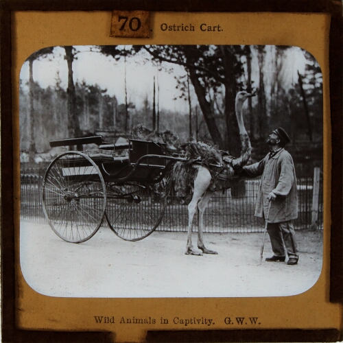Ostrich Cart