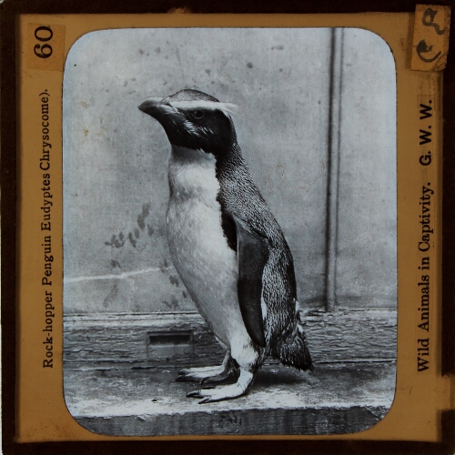 Rock Hopper Penguin (Eudyptes Chrysocome)