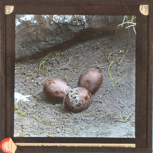 Peregrine Falcon, eggs in nest