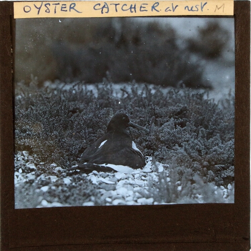 Oyster Catcher at nest