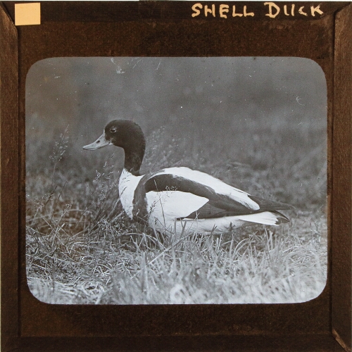 Shell Duck