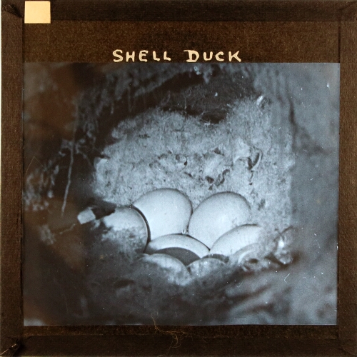 Shell Duck