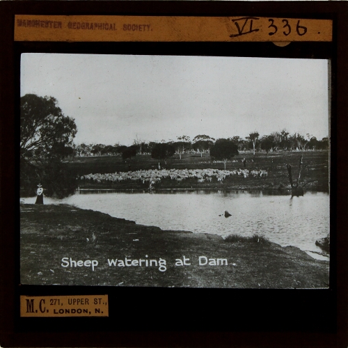 Sheep Watering at Dam